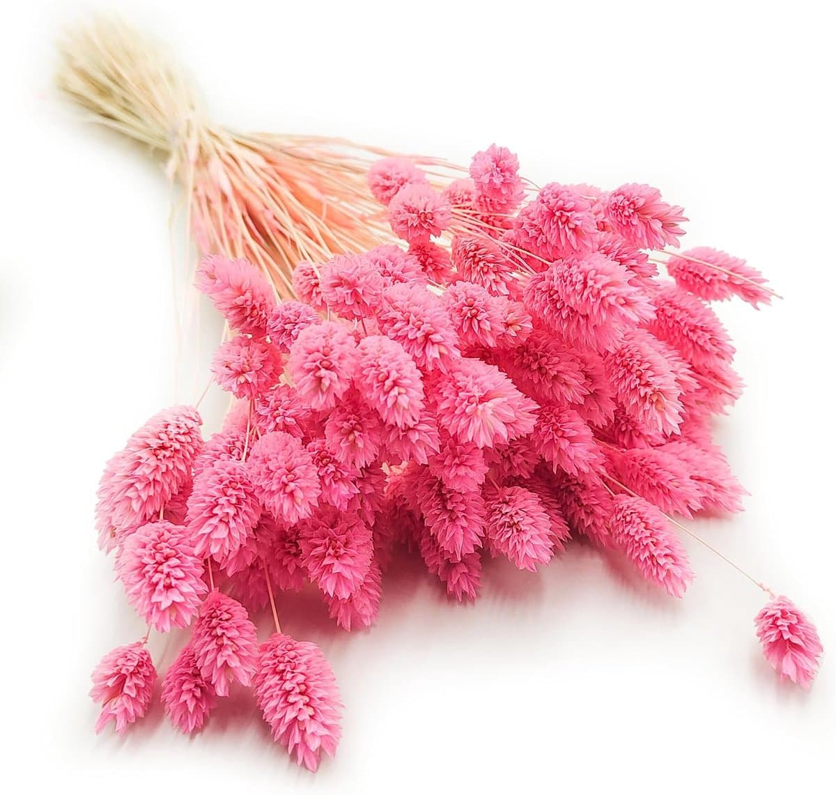 Dekogras Gedroogd Gras Siergras Kanariegras Phalaris Droogbloemen Natuurlijk Boho Ca. 100 Stuks 80 g Donker Roze — afbeelding 1