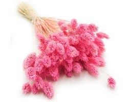 Dekogras Gedroogd Gras Siergras Kanariegras Phalaris Droogbloemen Natuurlijk Boho Ca. 100 Stuks 80 g Donker Roze