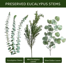 eucalyptus, gedroogd, 3 soorten gemengd voor de bruiloft — thumbnail 5