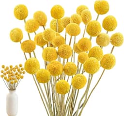 Gedroogde bloemen, 43 cm, geel, natuurlijke Craspedia gedroogde bloemen, natuurlijke droge plant voor doe-het-zelf bloemstukken, bruiloft, hoge vaas — thumbnail 1