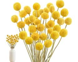 Gedroogde bloemen, 43 cm, geel, natuurlijke Craspedia gedroogde bloemen, natuurlijke droge plant voor doe-het-zelf bloemstukken, bruiloft, hoge vaas