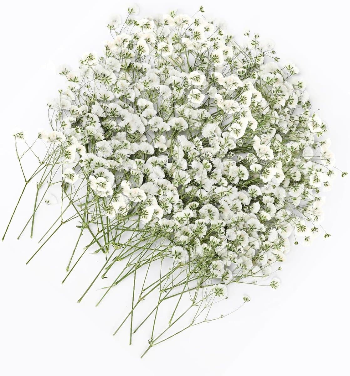 Gedroogde witte droogbloemen om te knutselen, droogbloemen, gedroogde bloemen voor doe-het-zelf fotolijst, bladwijzer, wenskaarten, 5-10 cm — afbeelding 1