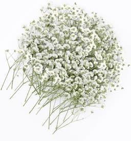 Gedroogde witte droogbloemen om te knutselen, droogbloemen, gedroogde bloemen voor doe-het-zelf fotolijst, bladwijzer, wenskaarten, 5-10 cm — thumbnail 1