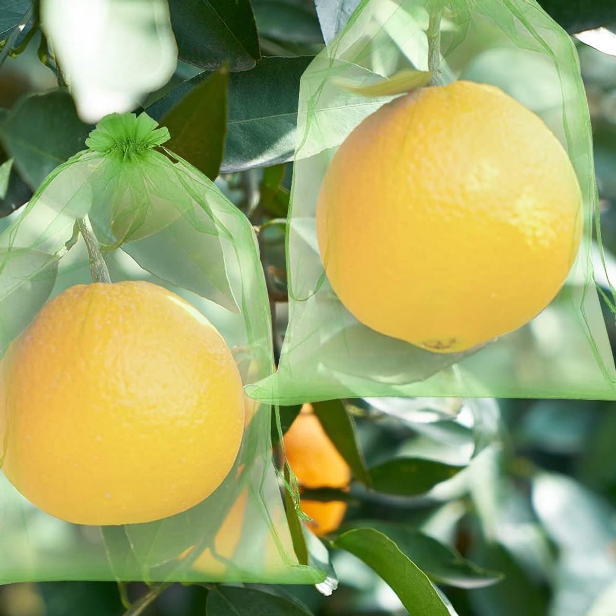 Fruitbeschermzakken voor Druiven, Perziken en Citrus - Bescherm uw Oogst tegen Ziekten en Regen — afbeelding 1