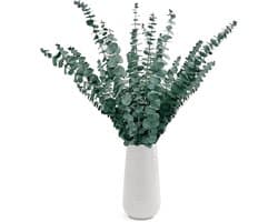 Gedroogde Eucalyptusstelen 43 cm