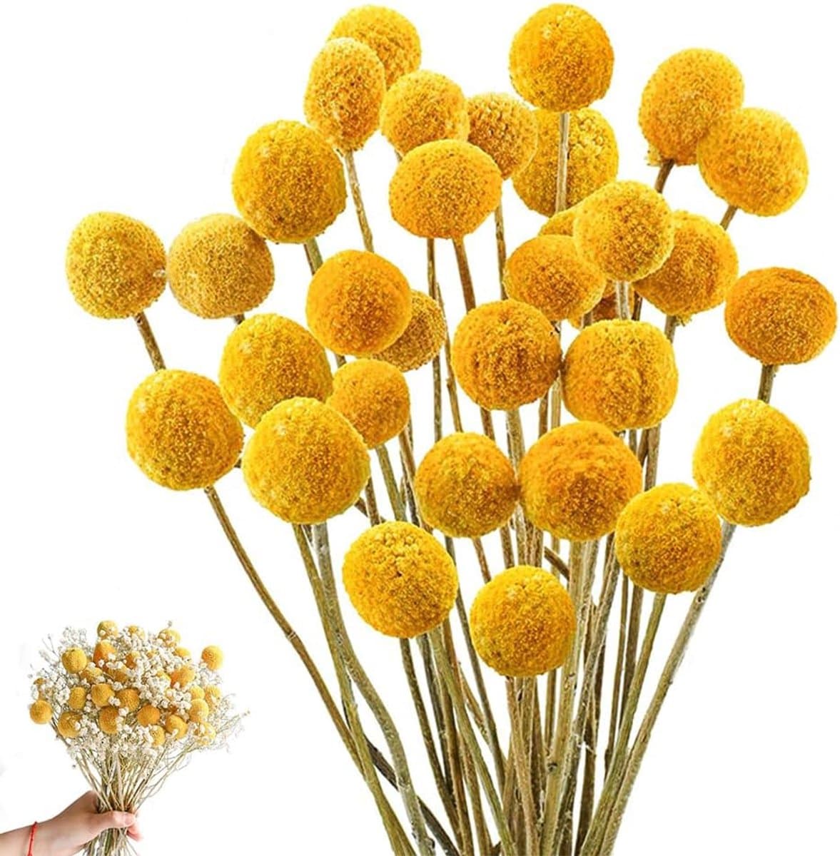 Gedroogde bloemen, 36 stuks, Craspedia Globes Decor, gedroogde bloemen, geel, natuurlijke droge plant voor doe-het-zelf bloemstukken, bruiloft, thuis, hoge vaas — afbeelding 1
