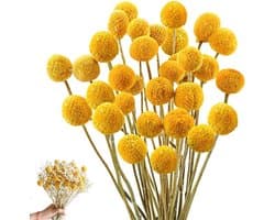 Gedroogde bloemen, 36 stuks, Craspedia Globes Decor, gedroogde bloemen, geel, natuurlijke droge plant voor doe-het-zelf bloemstukken, bruiloft, thuis, hoge vaas