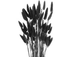 50 stuks Code, natuurlijk gedroogd pampasgras, konijnstaart, gedroogde bloemen, 45,7 cm, mini pampasgras, lagurus, ovatus bunch voor bloemendecoratie voor thuis, zwart