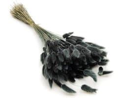 Dekogras Gedroogd Gras Siergras Haasenstaart Lagurus Ovatus Samtgras Haasenstaartgras Droogbloemen Natuurlijk Boho 120 - 150 stuks 100 g Zwart