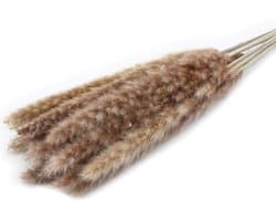 Gedroogde Bloemen, Pampas Gras DIY Handgemaakte Valentijnsdag Bruiloft Woondecoratie Boeket Pampas Grass (Color : Brown)