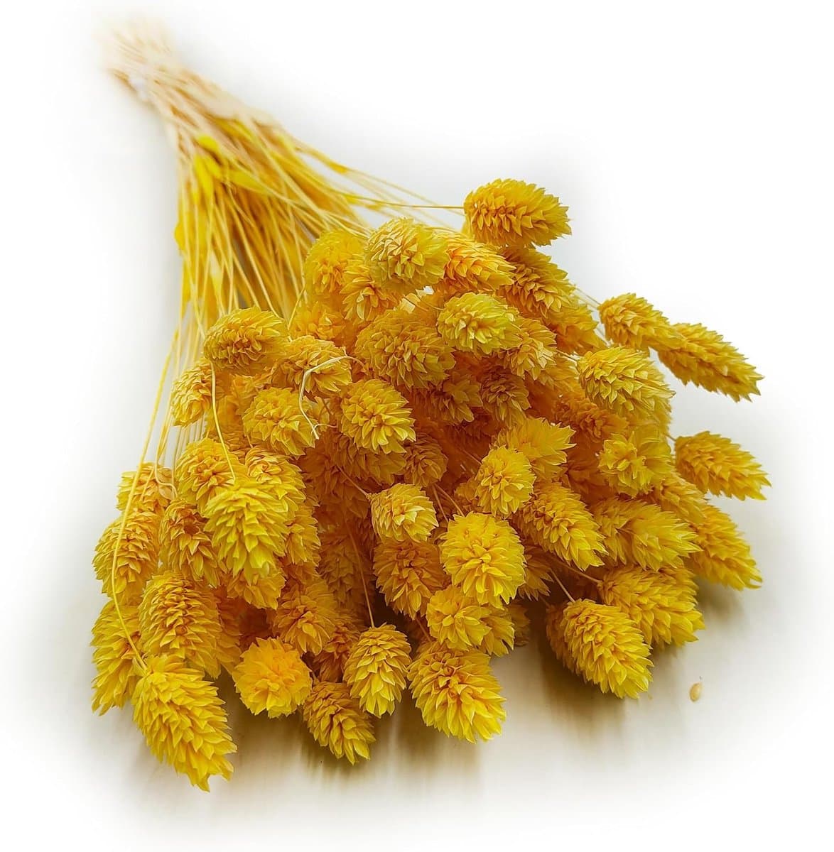 Dekogras Gedroogd Gras Siergras Kanariegras Phalaris Droogbloemen Natuurlijk Boho Ca. 100 Stuks 80 g Geel — afbeelding 1