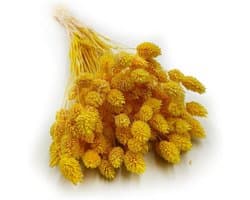 Dekogras Gedroogd Gras Siergras Kanariegras Phalaris Droogbloemen Natuurlijk Boho Ca. 100 Stuks 80 g Geel