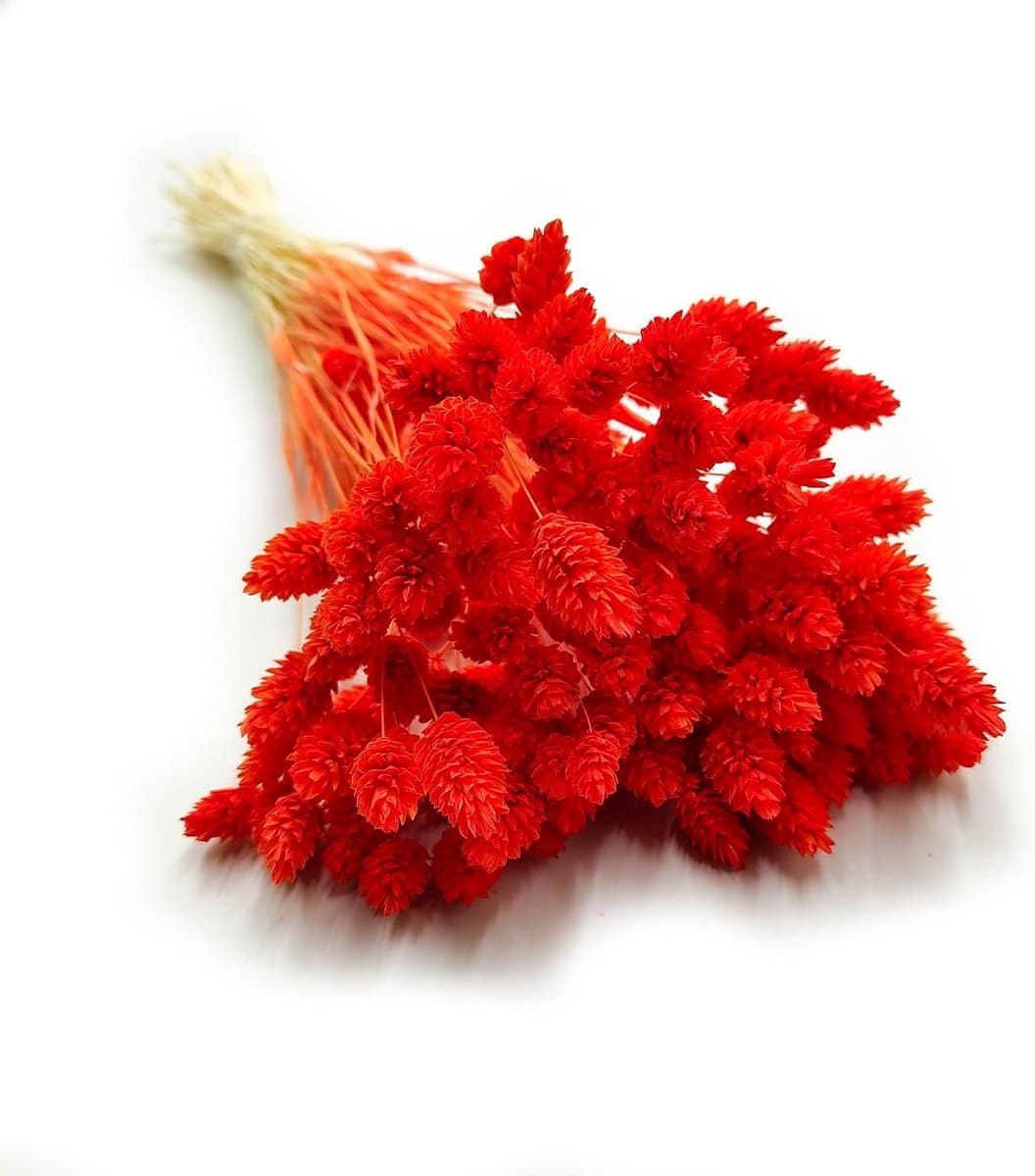 Dekogras Gedroogd Gras Siergras Kanariegras Phalaris Droogbloemen Natuurlijk Boho Ca. 100 Stuks 80 g Oranje — afbeelding 1