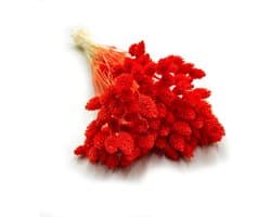 Dekogras Gedroogd Gras Siergras Kanariegras Phalaris Droogbloemen Natuurlijk Boho Ca. 100 Stuks 80 g Oranje