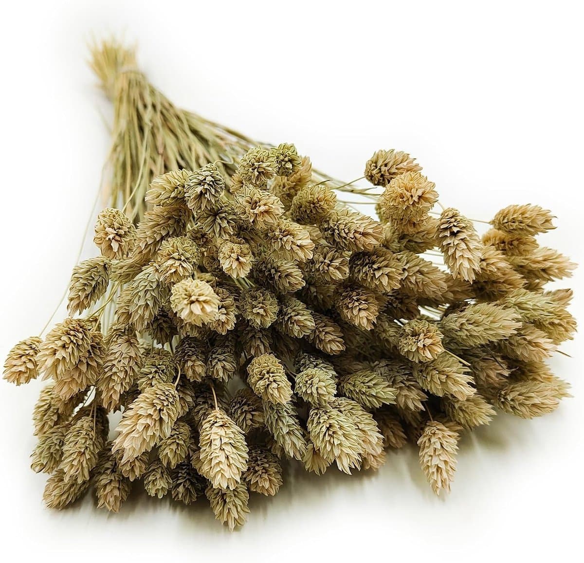 Dekogras Gedroogd Gras Siergras Kanariegras Phalaris Droogbloemen Natuurlijk Boho Ca. 100 Stuks 80 g Natuurlijke Kleur — afbeelding 1