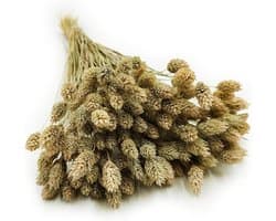 Dekogras Gedroogd Gras Siergras Kanariegras Phalaris Droogbloemen Natuurlijk Boho Ca. 100 Stuks 80 g Natuurlijke Kleur