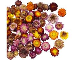 60 gedroogde chrysanten