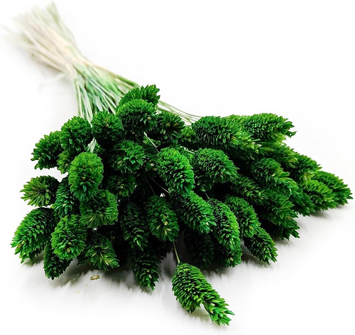 Dekogras Gedroogd Gras Siergras Kanariegras Phalaris Droogbloemen Natuurlijk Boho Ca. 100 Stuks 80 g Flesgroen — afbeelding 1