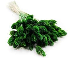 Dekogras Gedroogd Gras Siergras Kanariegras Phalaris Droogbloemen Natuurlijk Boho Ca. 100 Stuks 80 g Flesgroen