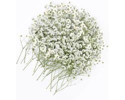 Gedroogde witte droogbloemen om te knutselen, droogbloemen, gedroogde bloemen voor doe-het-zelf fotolijst, bladwijzer, wenskaarten, 5-10 cm